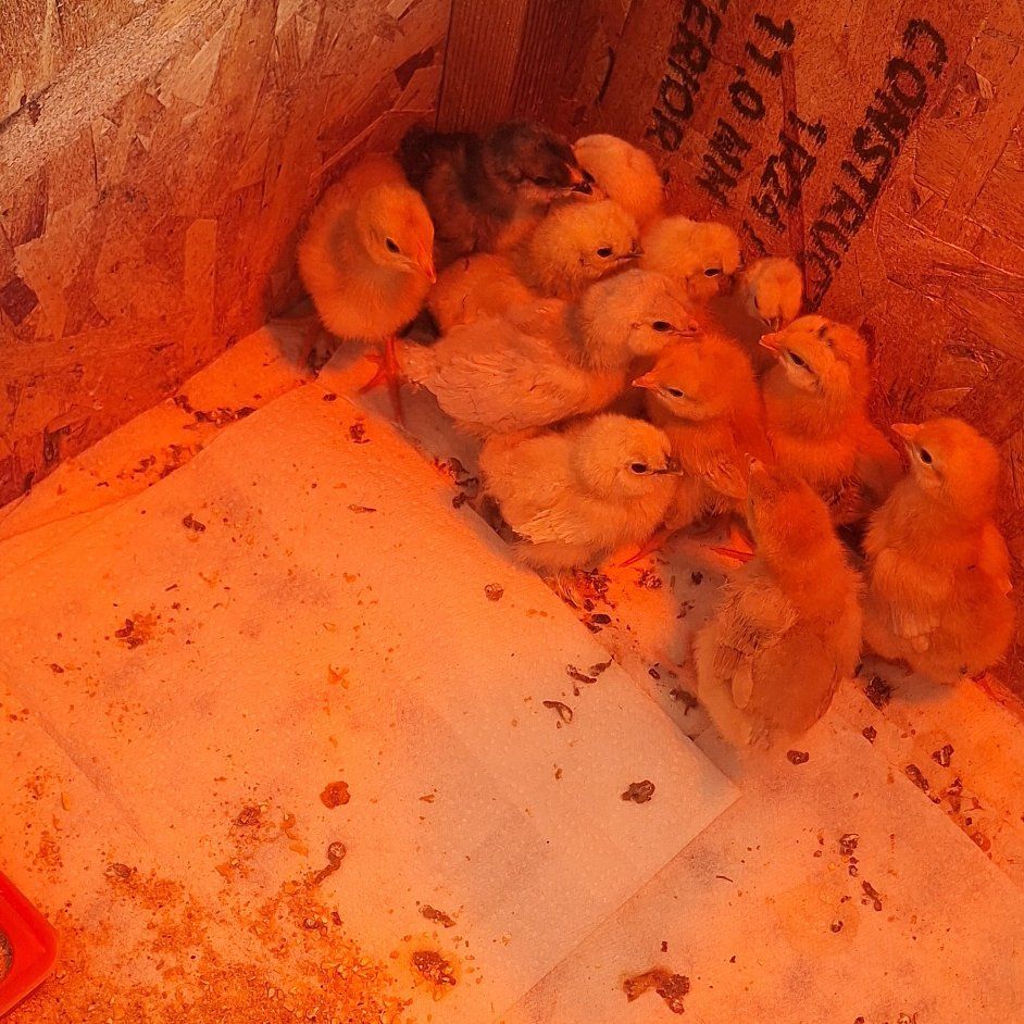 chicks