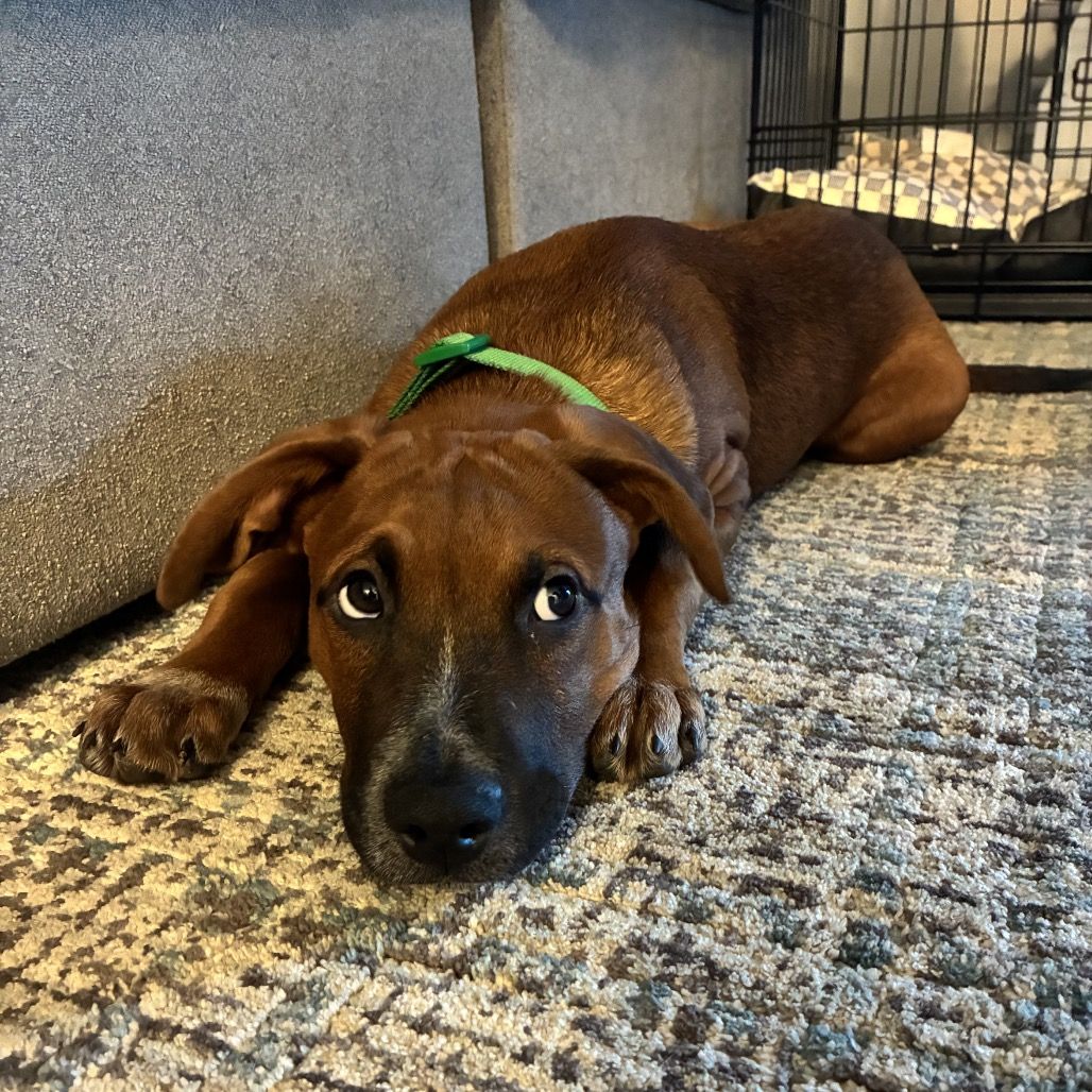 Hello my name is Clyde