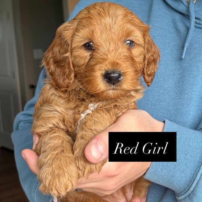 Mini Goldendoodle Puppies