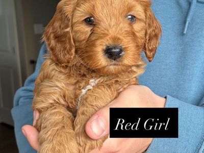 Mini Goldendoodle Puppies