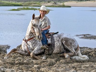 All Around Gelding