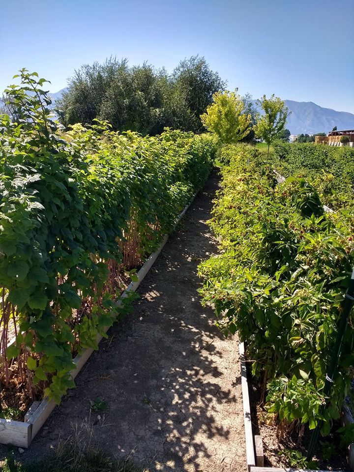Bare-Root Blackberry and Raspberry Starts