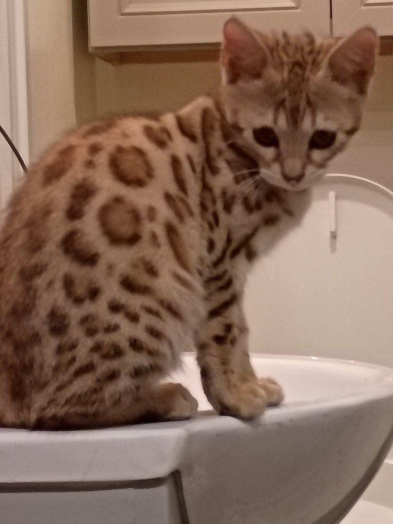 Special Bengal girl