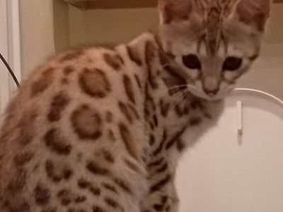 Special Bengal girl