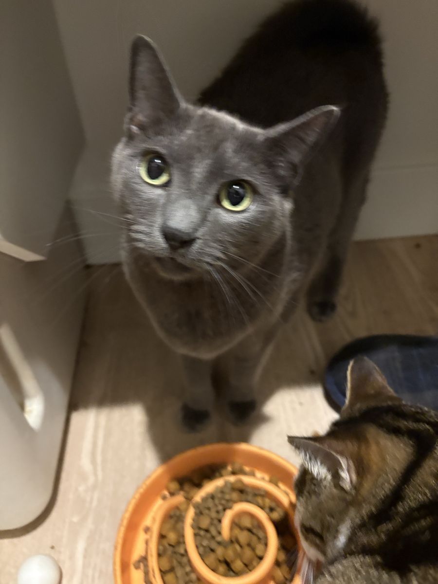 Looking for long term boarding for 3 cats
