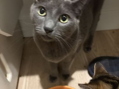 Looking for long term boarding for 3 cats