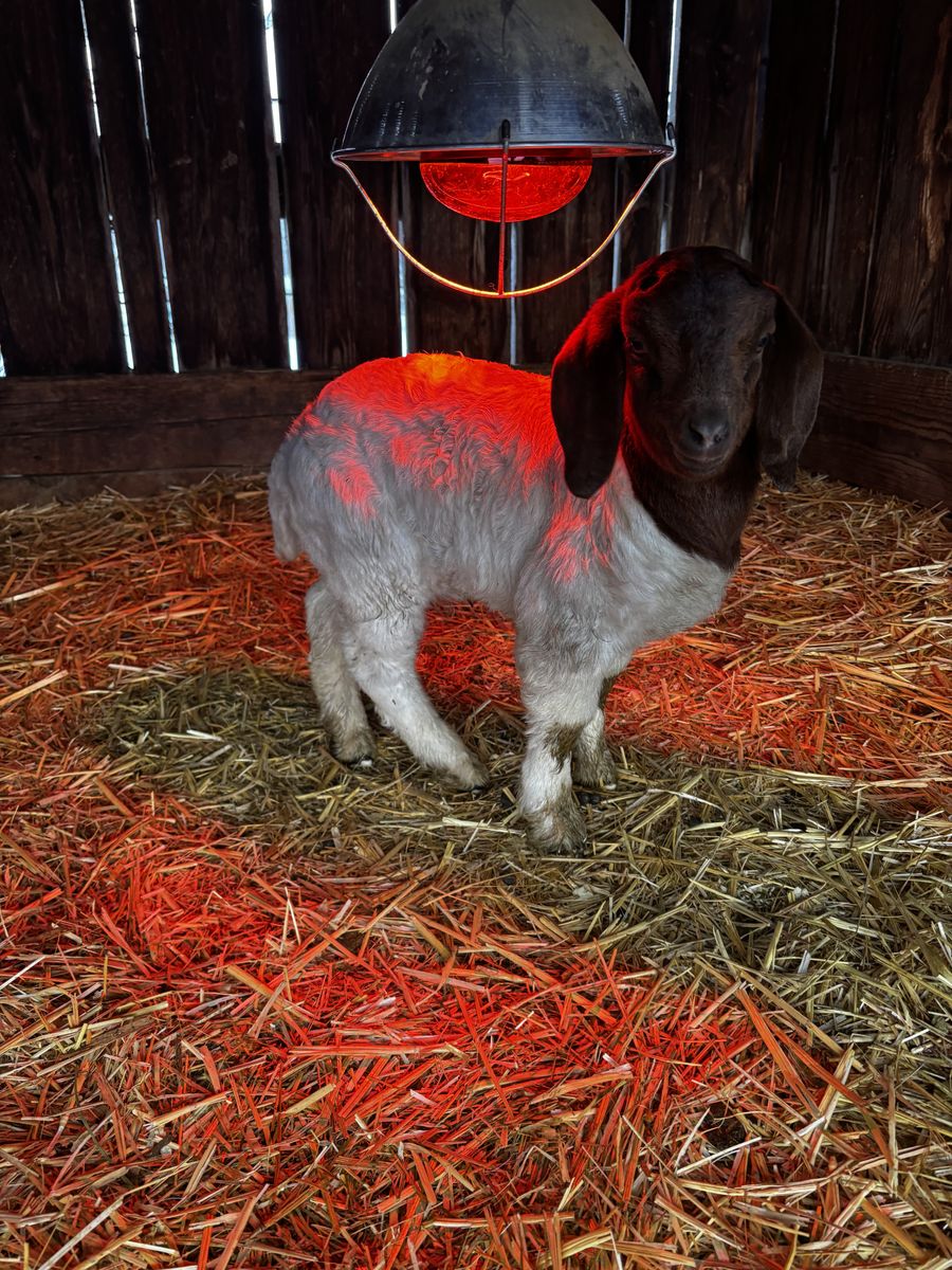 Boer Show Goats