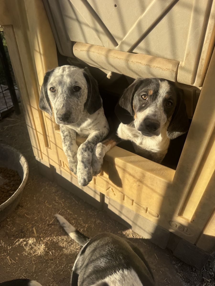 Hound mix puppies