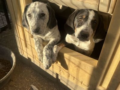 Hound mix puppies