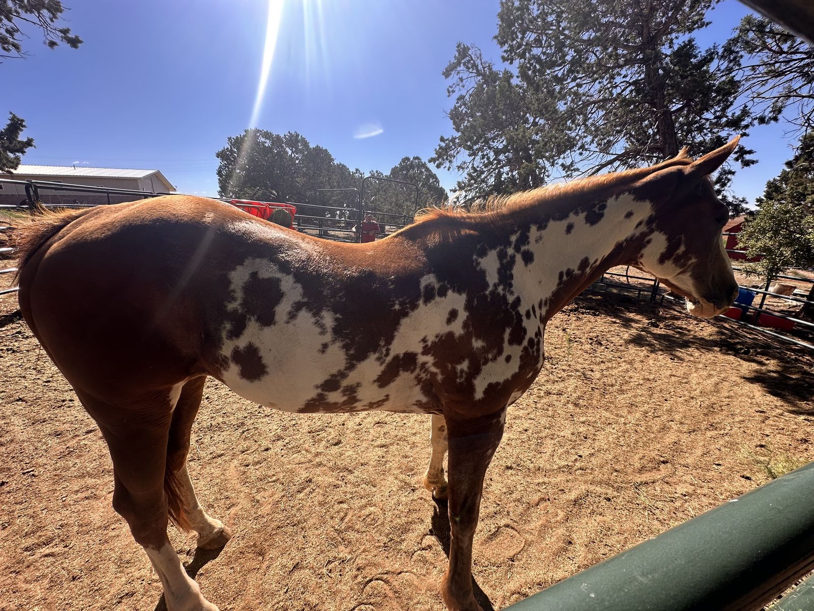 2009 rideable APHA overo mare, NOT for beginner
