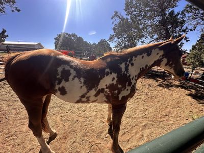 2009 rideable APHA overo mare, NOT for beginner