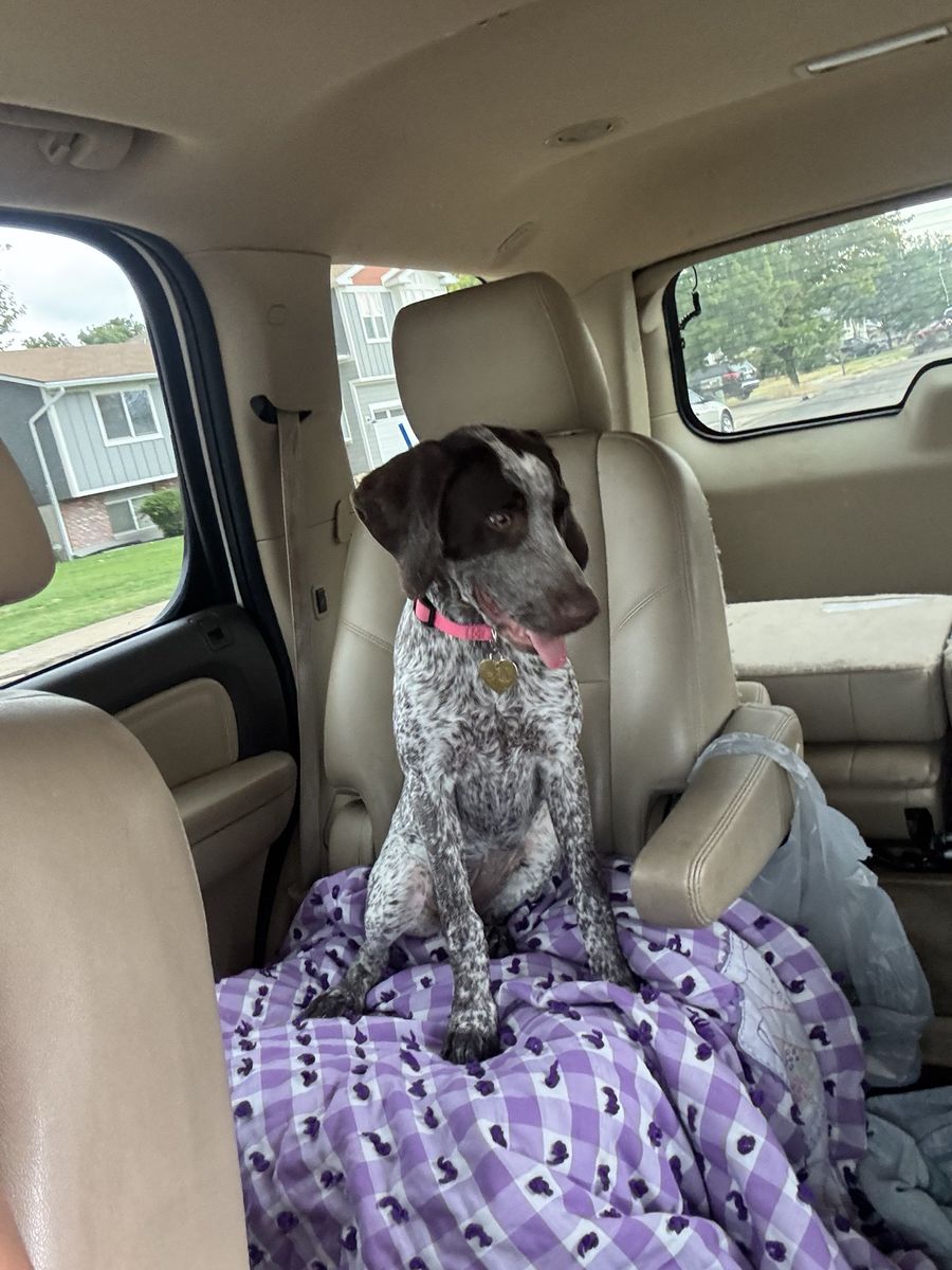 German Shorthaired Pointer Puppy - Purebred Hunting Dog