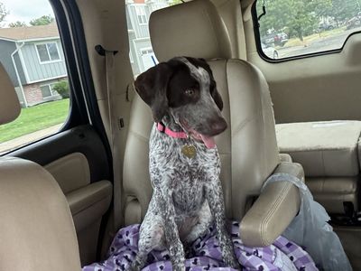 German Shorthaired Pointer Puppy - Purebred Hunting Dog