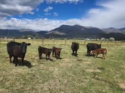 Angus cross pairs