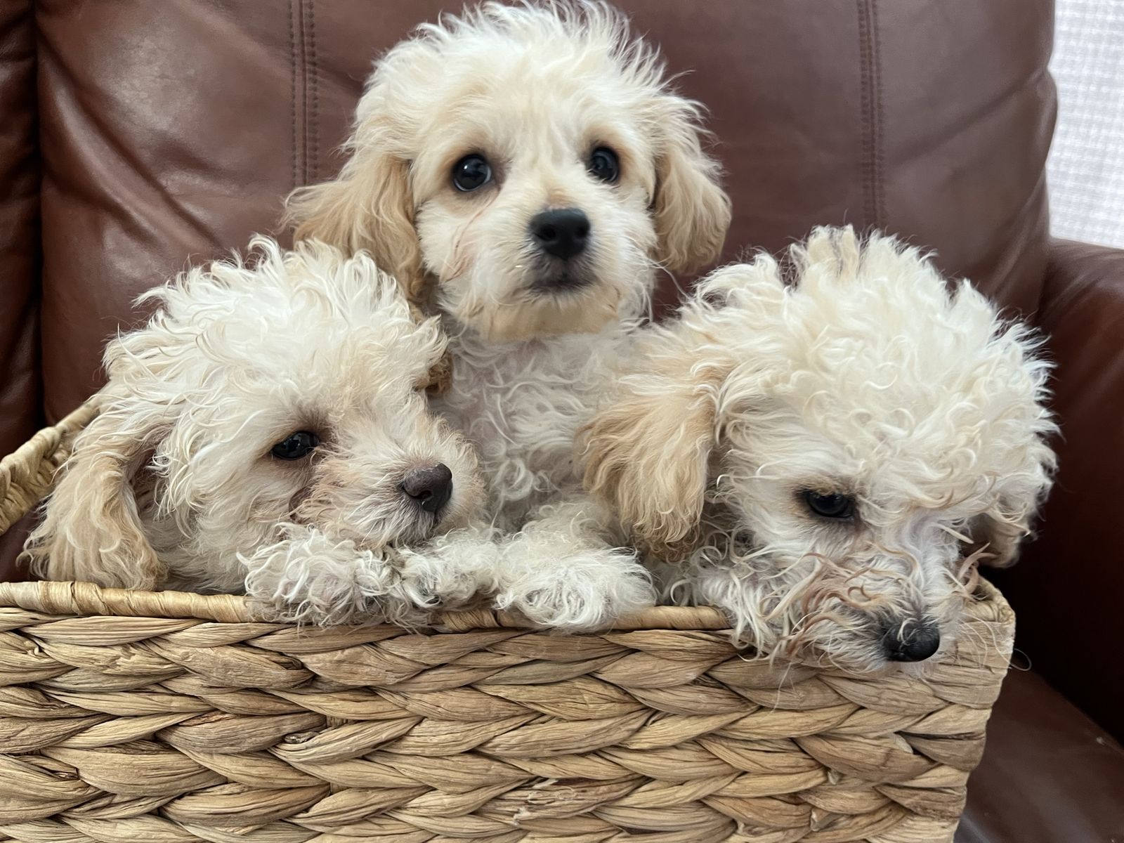 Adorable Apricot Toy Poodle Puppies For Sale- 3 Males