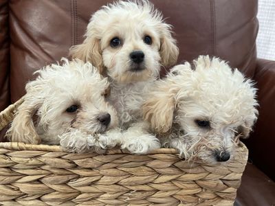 Adorable Apricot Toy Poodle Puppies For Sale- 3 Males