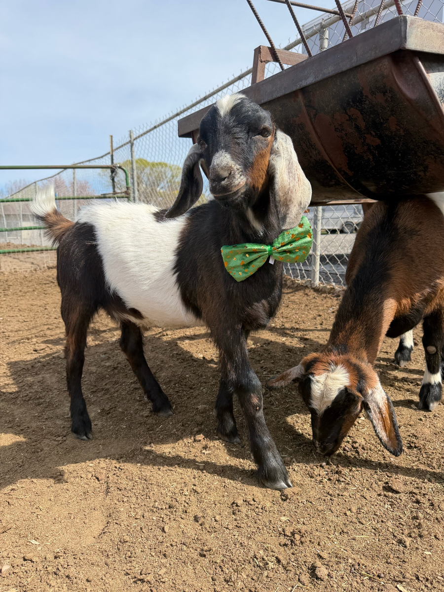 Mini Nubian Buck