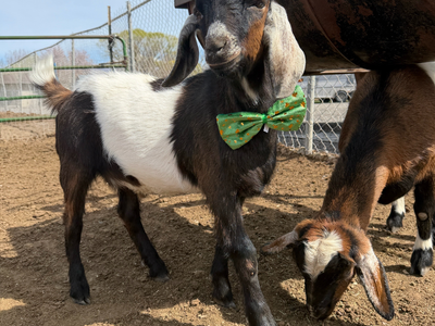 Mini Nubian Buck