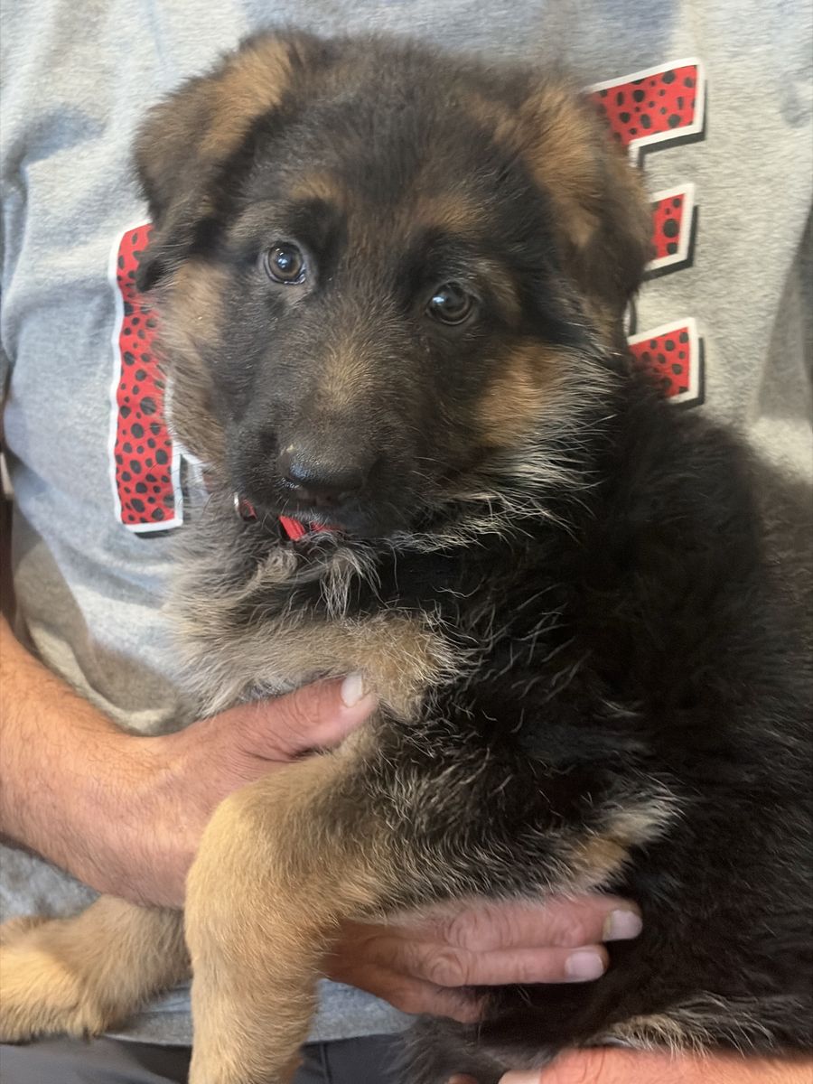 AKC German Shepherd Puppy