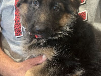 AKC German Shepherd Puppy