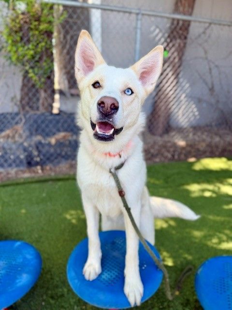 A163064 Alby is Available for Adoption!