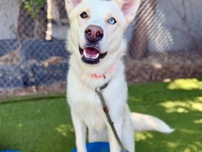 A163064 Alby is Available for Adoption!