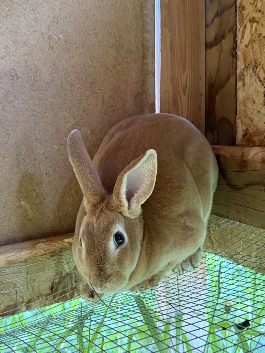 Standard Rex Doe Rabbit