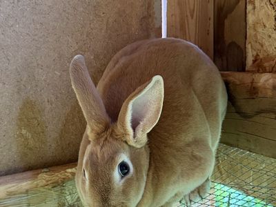 Standard Rex Doe Rabbit