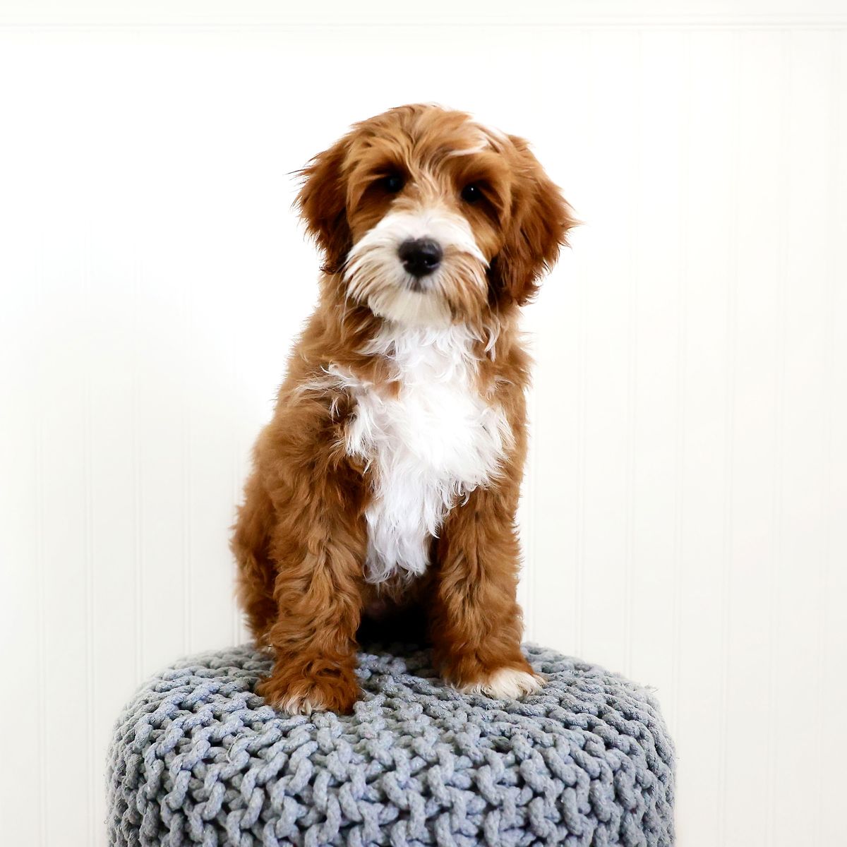Mini Goldendoodle Stud FF -/- Curl 9/10 Red Intensity