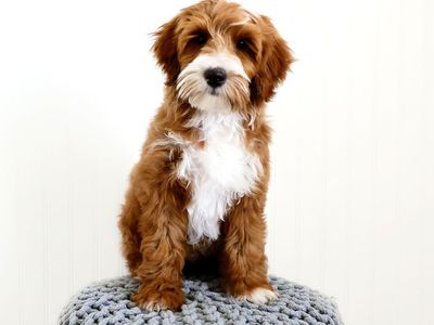 Mini Goldendoodle Stud FF -/- Curl 9/10 Red Intensity
