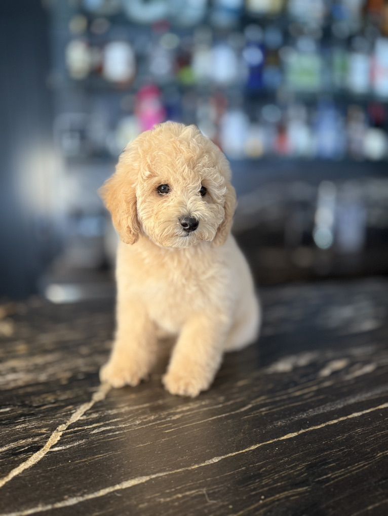 Akc Toy Poodle Puppy Includes All You Need!