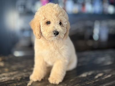 Akc Toy Poodle Puppy Includes All You Need!