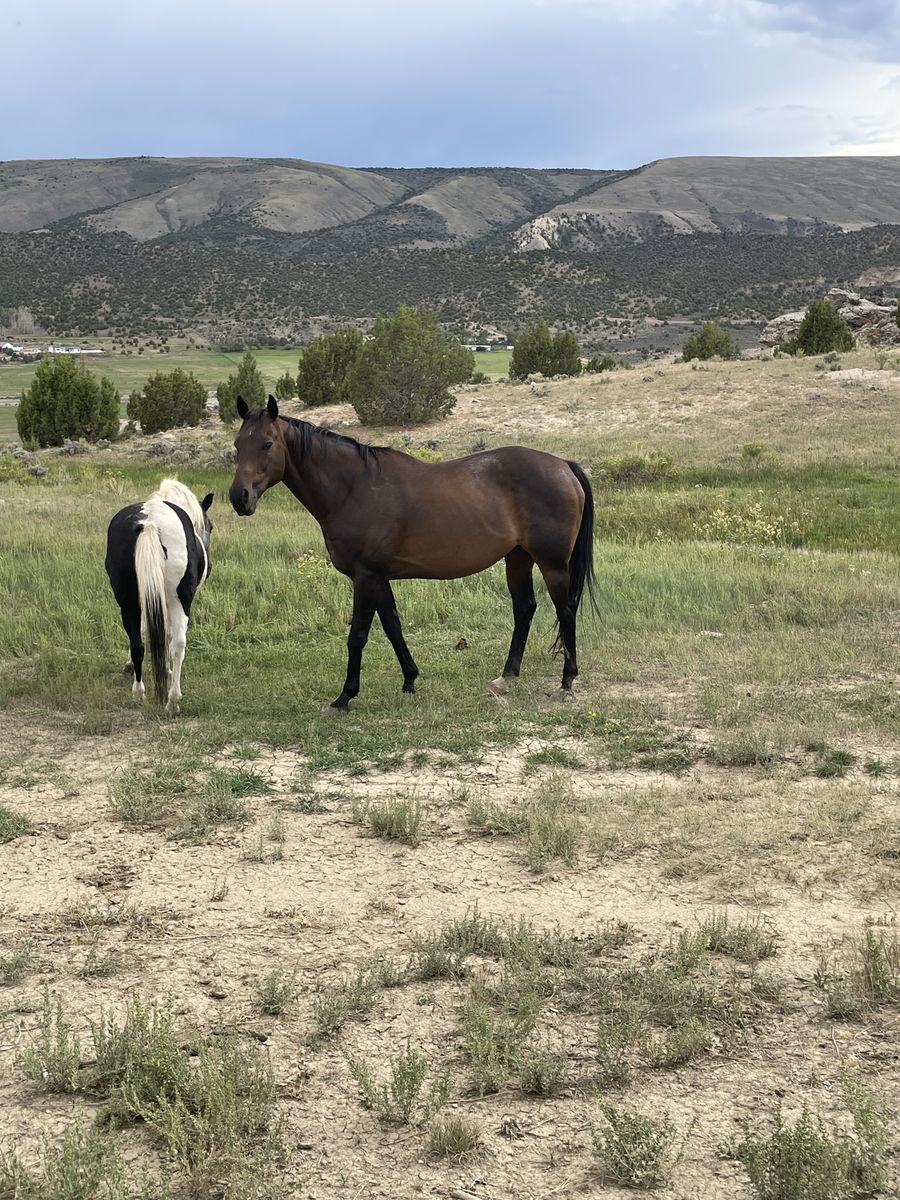 Thoroughbred Gelding