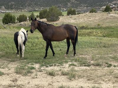 Thoroughbred Gelding