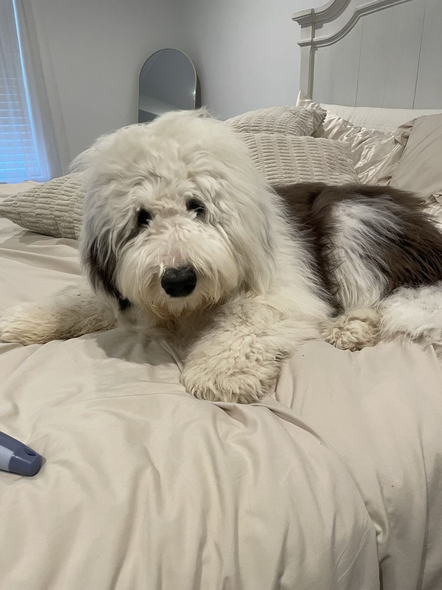 Almost 1yr old sheepadoodle