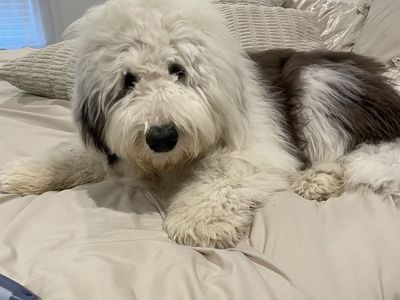 Almost 1yr old sheepadoodle