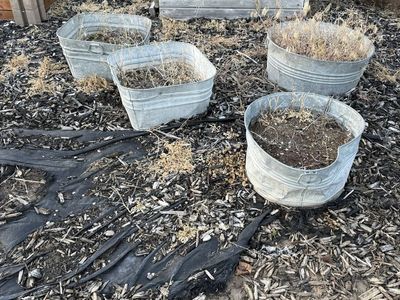 Set of 4 Antique Washtubs