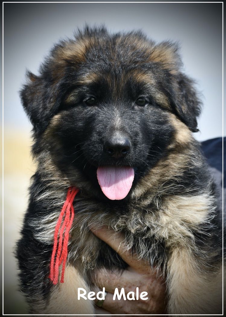 Longcoat German Shepherd Puppy