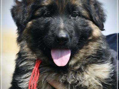 Longcoat German Shepherd Puppy