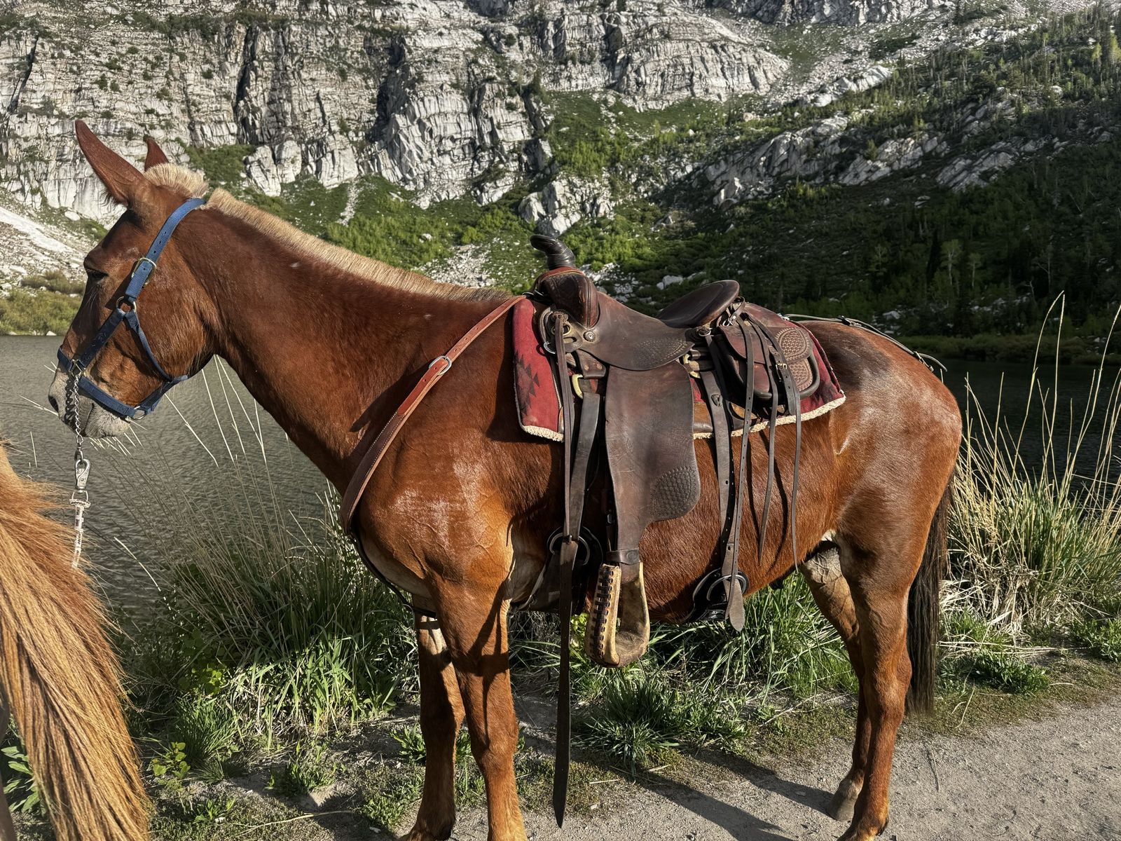 Riding Mule 14 yr old
