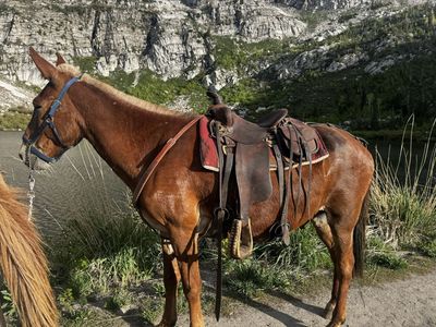Riding Mule 14 yr old