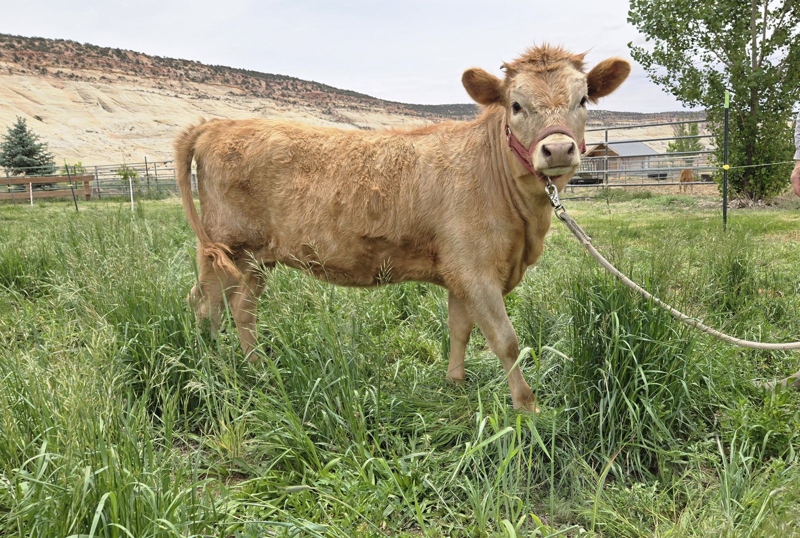 Jersey / Highland homestead heifer