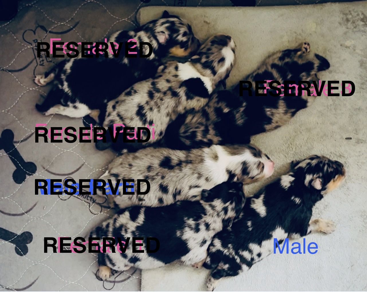 Blue Merle Pomeranian Puppies