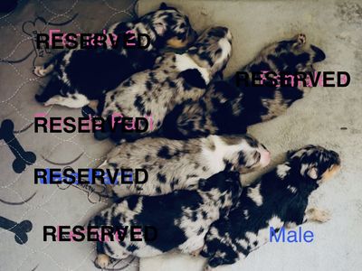Blue Merle Pomeranian Puppies