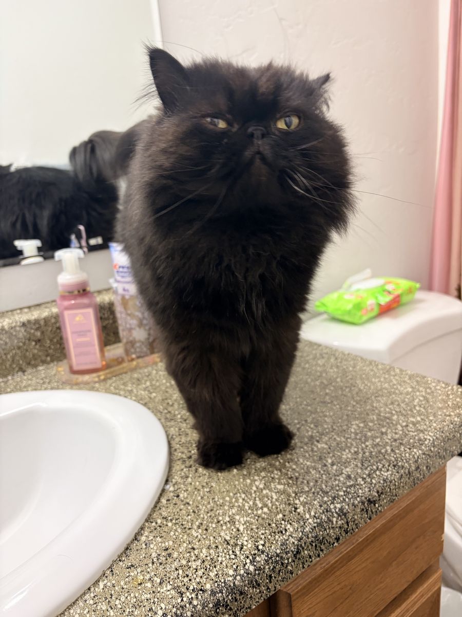 Black male Persian cat