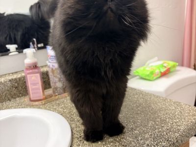 Black male Persian cat