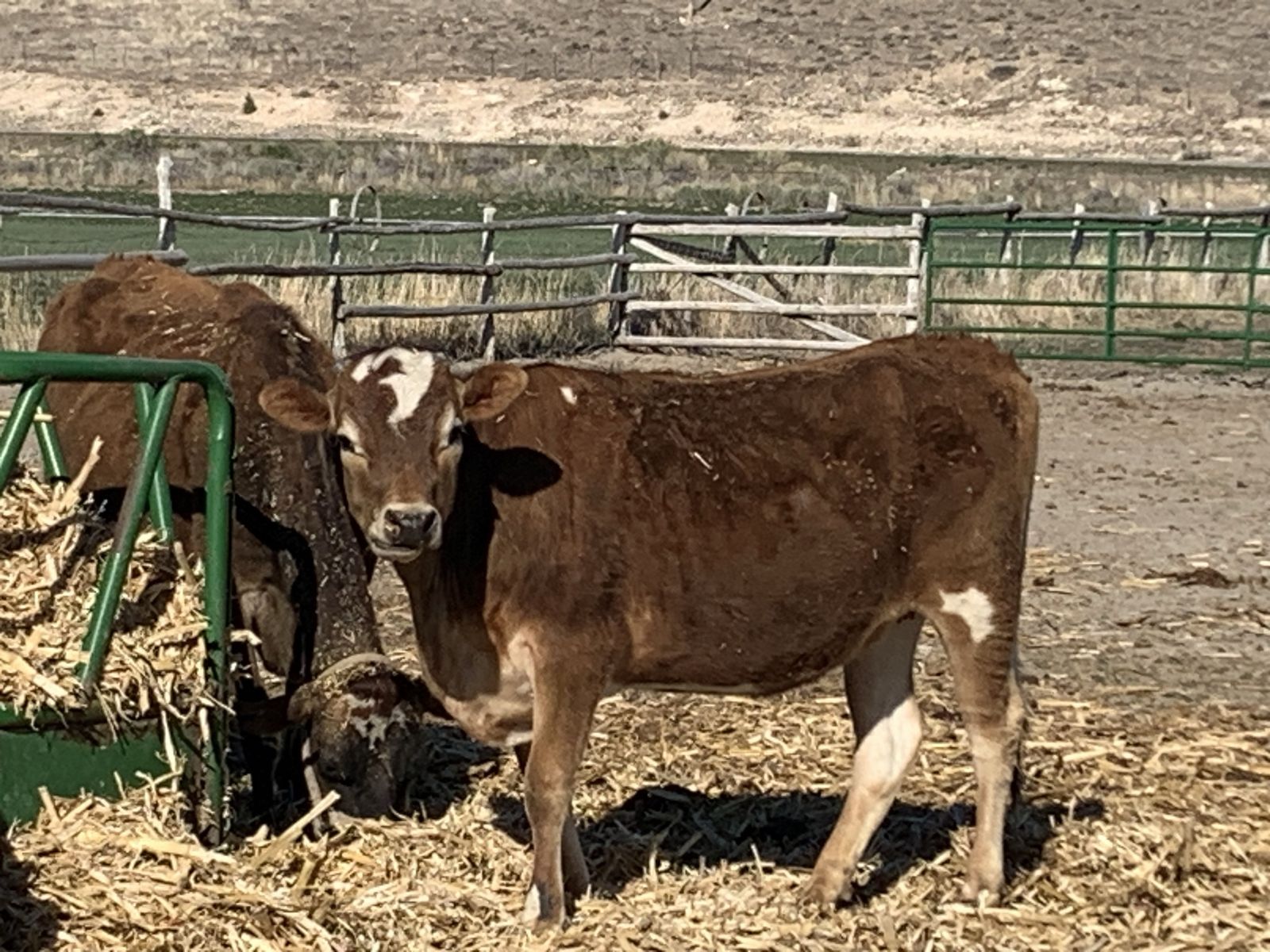 15 month old Jersey heifer for sale