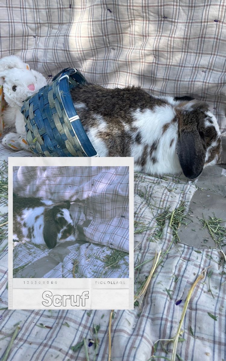 Mini Lop Bunnies 