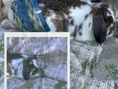 Mini Lop Bunnies