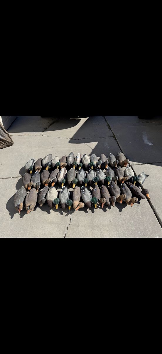 3 Dozen Duck Floater Decoys